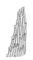 Eriodon cylindritheca, upper laminal cells, adjacent to margin of branch leaf. Drawn from B.H. Macmillan 87/4, CHR 413377.
 Image: R.C. Wagstaff © Landcare Research 2019 CC BY 3.0 NZ